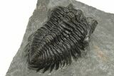 Coltraneia Trilobite Fossil - Huge Faceted Eyes #225334-4